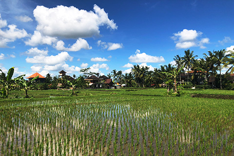 UBUD VIEW